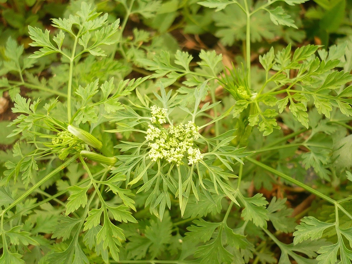 Aethusa cynapium subsp. cynapium (Apiaceae)